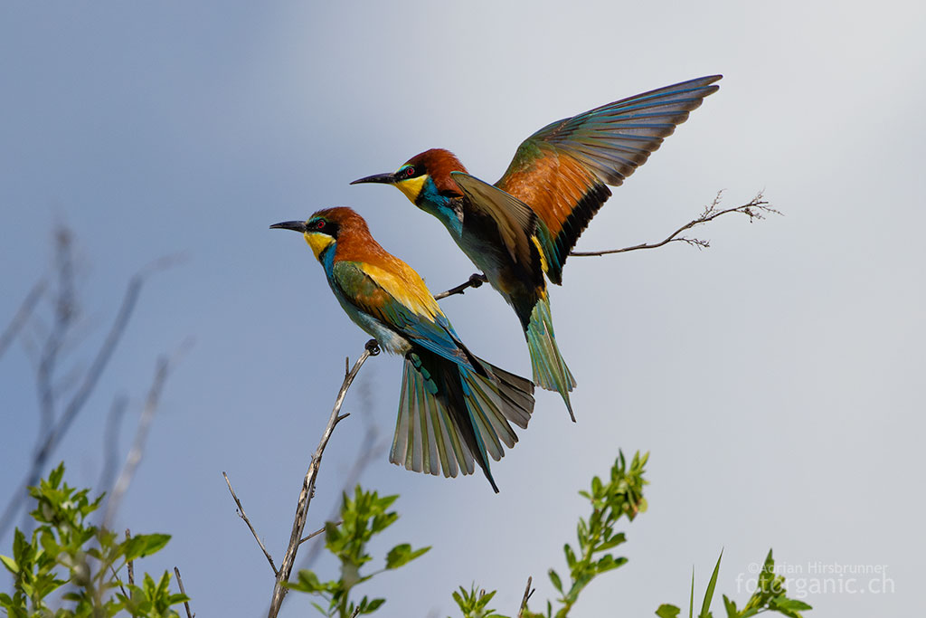 Der Europäische Bienenfresser (Merops apiaster) ist die einzige Art der Familie der Bienenfresser, die in Europa brütet. Mit seinem farbenfrohen Gefieder zählt er zu den auffälligsten Vögeln Europas.